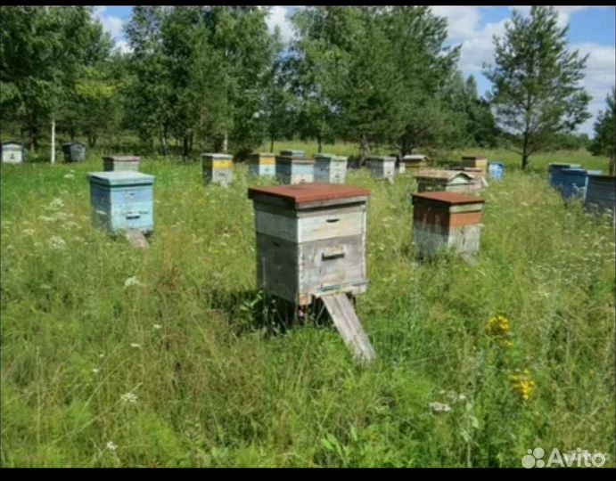 Продам пчел
