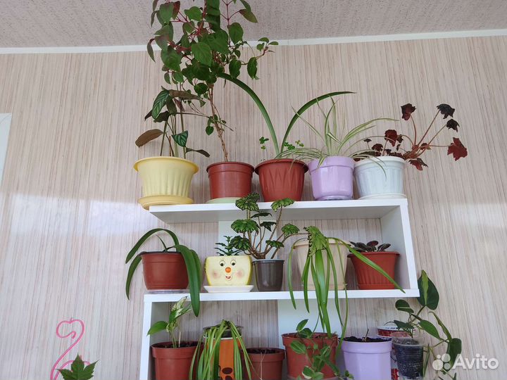 Комнатные цветы