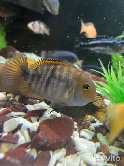 Малавийские цихлиды рыбки, сом птерегоплихт