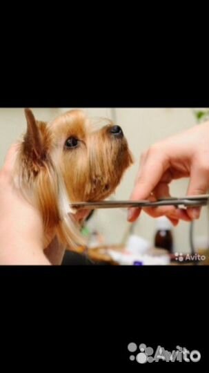 Грумер Стрижка собак, кошек, гигиена