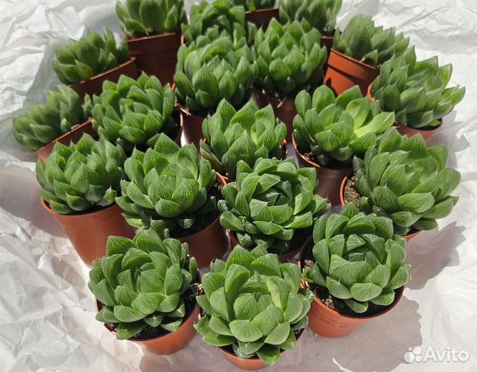 Хавротия Купера 6/10