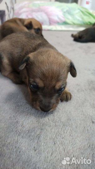 Щенки в добрые руки