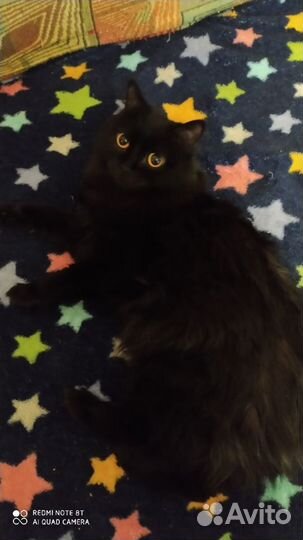 Отдам кошечку Бусю