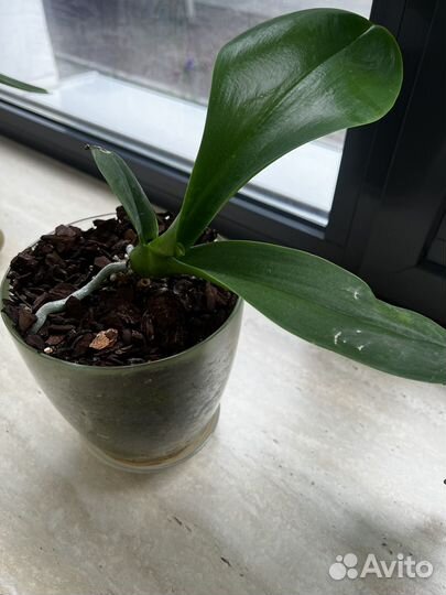 Орхидея фаленопсис