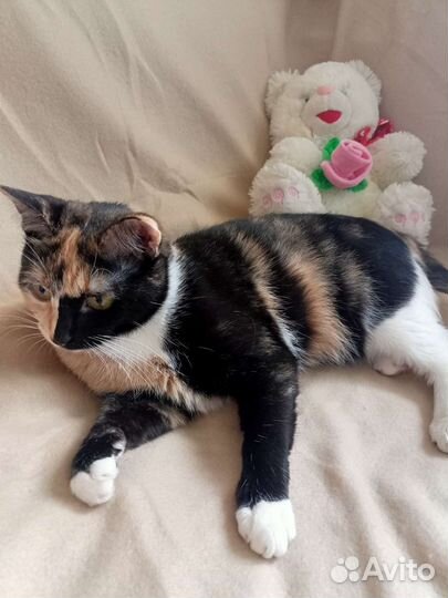 Кошечка 1,5 года