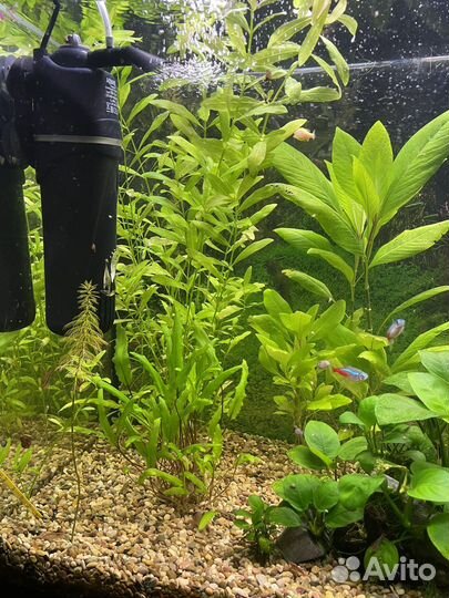 Для аквариума