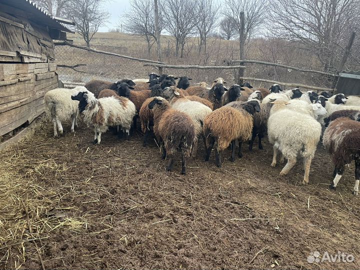 Овцы бараны