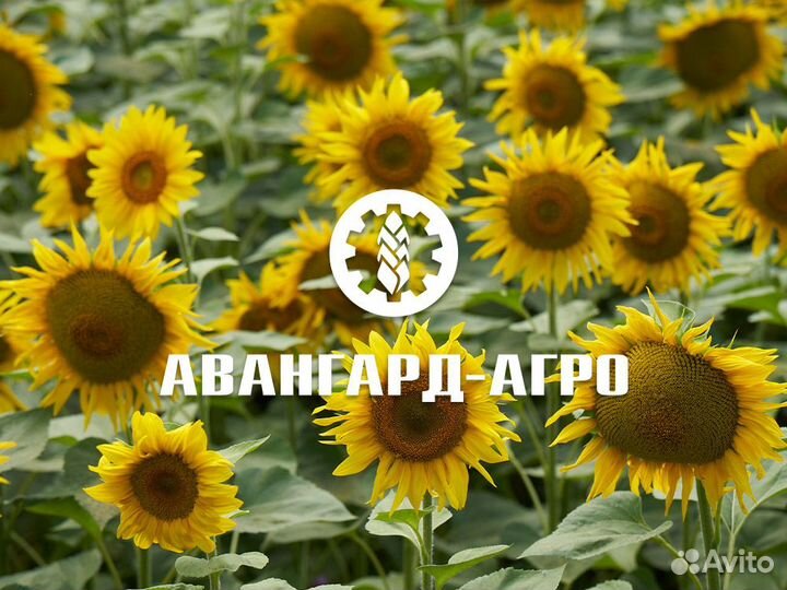 Главный агроном