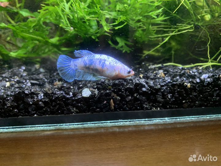 Рыбка петушок самка