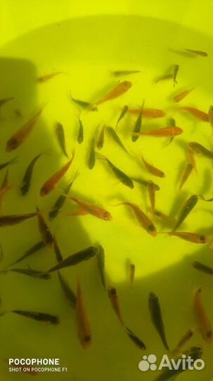 Живая рыба карп кои