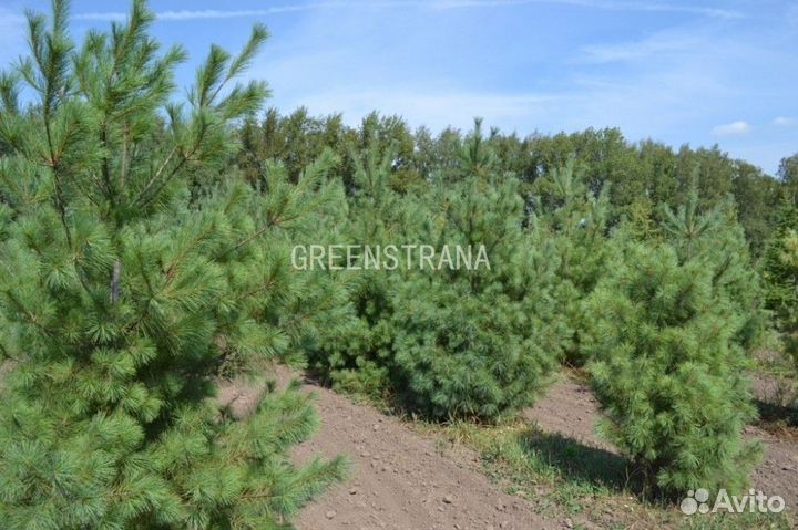 Сосна веймутова Pinus strobus/60-100 см