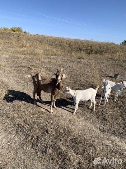 Коза дойная