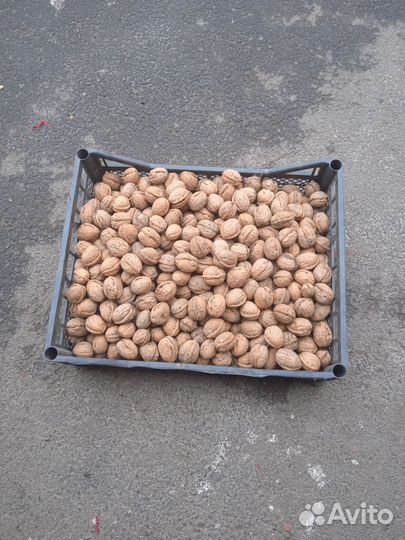 Орех грецкий