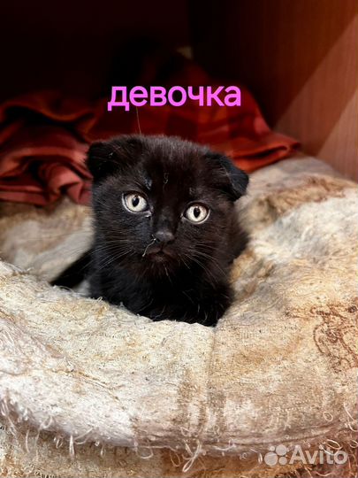Котята