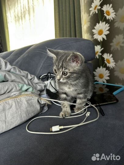 Котенок