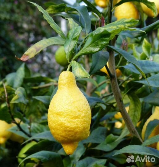 Цитрусы в горшке (лимон,апельсин,кумкват,мандарин)