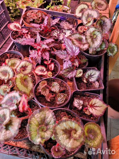 Бегонии декоративно лиственные