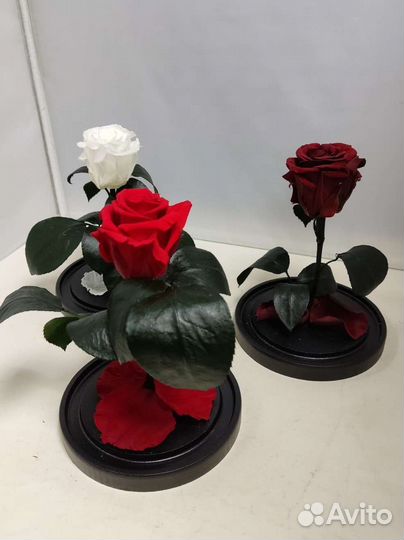 Роза в колбе