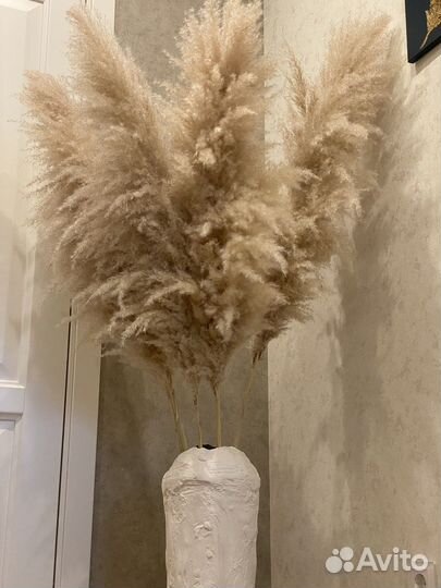 Пампасная трава