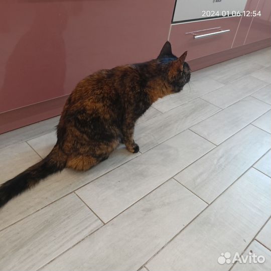 Молодая кошечка ищет дом