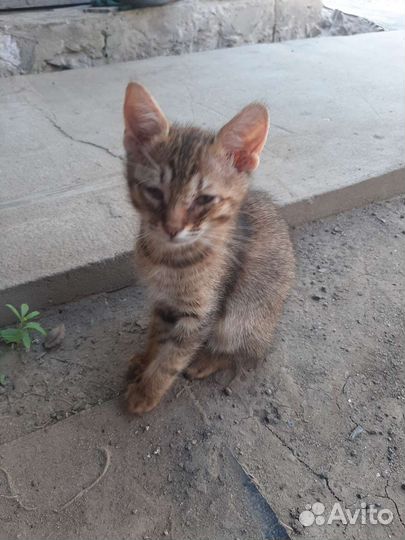 Кошка в дар бесплатно