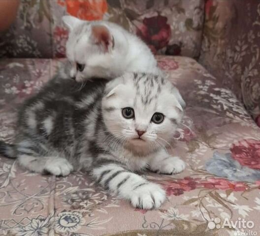 Вислоухие котята мрамор серебро объявление продам
