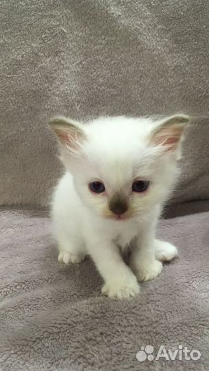 Продаётся котёнок порода Священная Бирма
