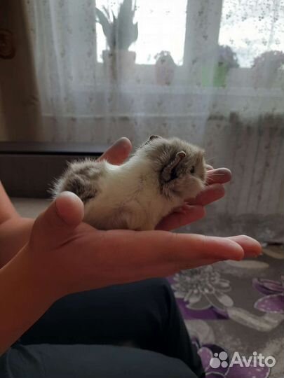 Морская свинка