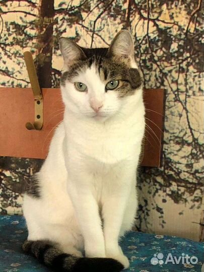 Кошка 1,5 года