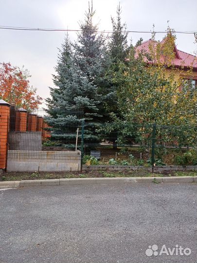 Ели взрослые