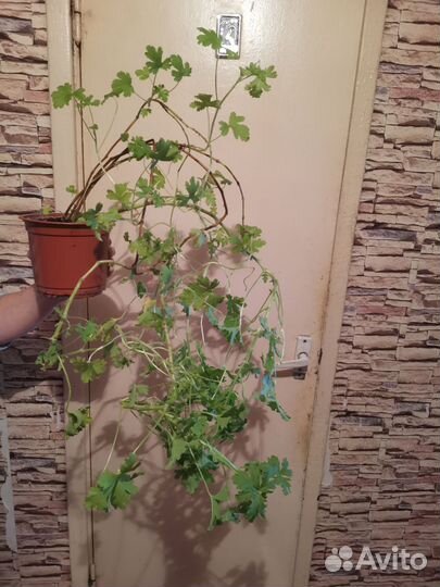 Герань душистая лечебная