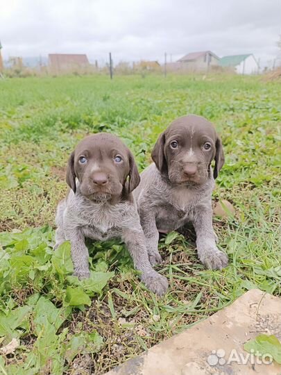 Щенки дратхаара