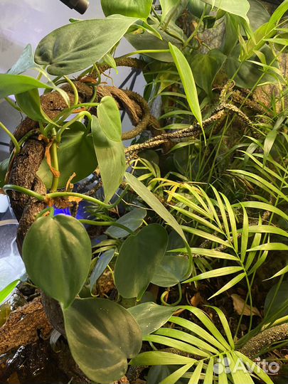 Сциндапсус