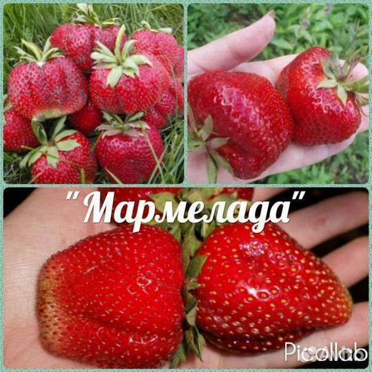 Рассада клубники