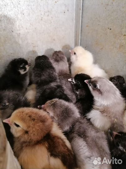 Цыплята домашние