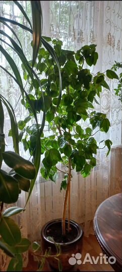 Комнатные цветы