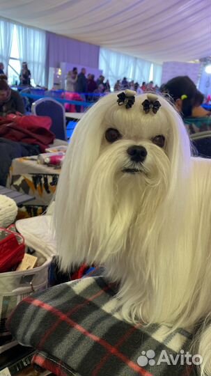 Открыт кобель мальтезе для вязки