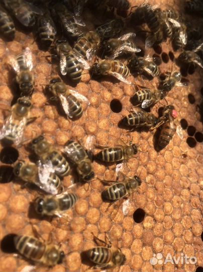 Матки бакфаст Ф -1 пчелопакеты пчелосемья