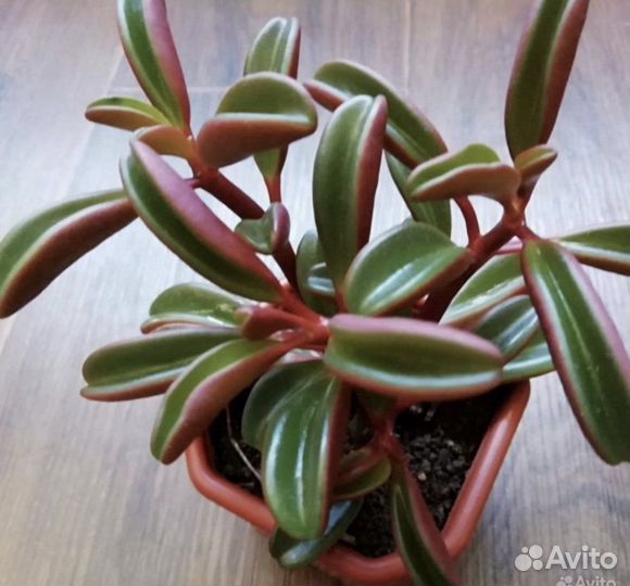 Домашние растения