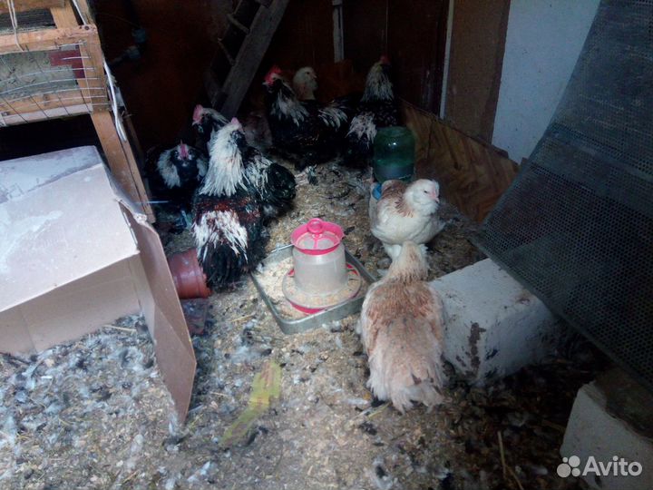 Петухи Билефельдер Фавероль Маран Брама