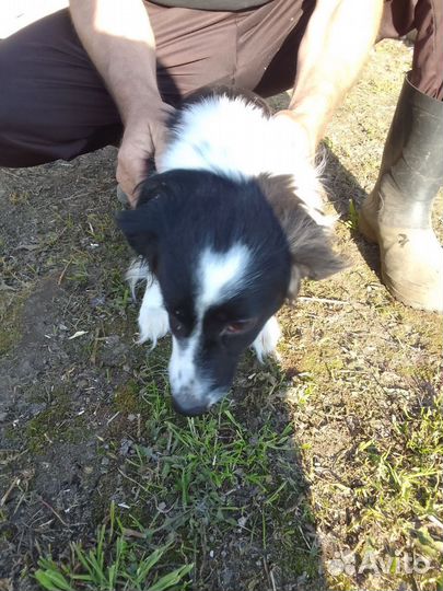 Собака в добрые руки отдам бесплатно