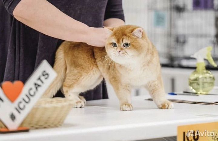 Британская кошка