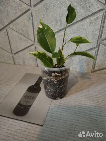 Сансевиерия, олеандр, традесканция, фикус кинки