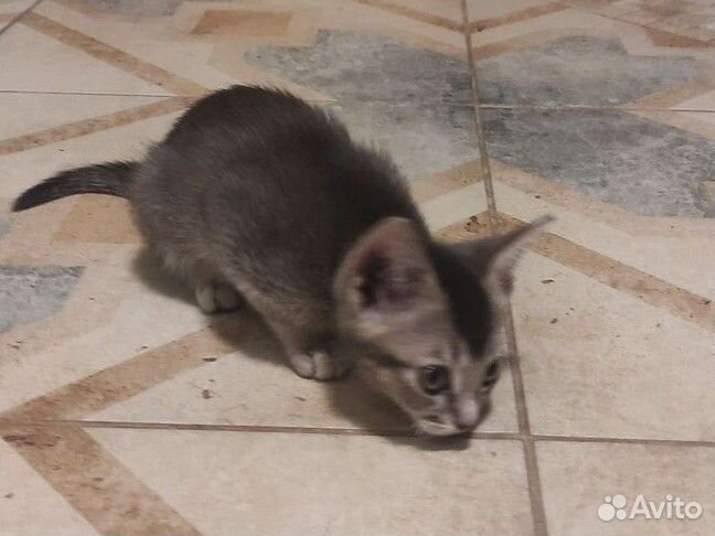 Абиссинский котёнок 2 мес, девочка