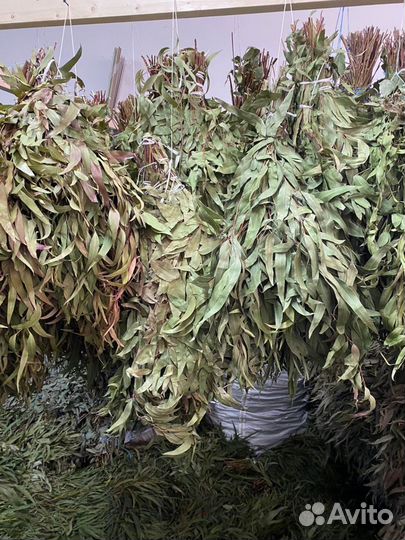 Листья Эвкалипта