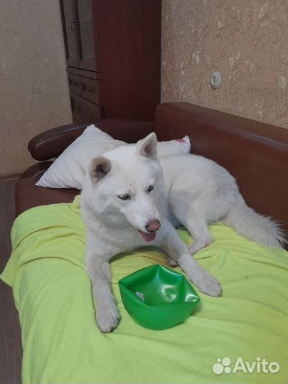 Сибирский хаски