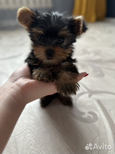 Йоркширский терьер