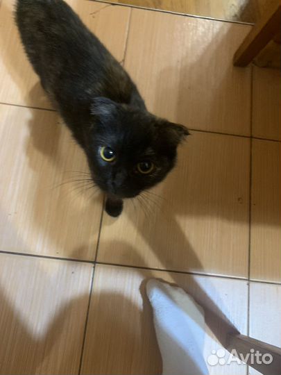 Кошка в дар бесплатно