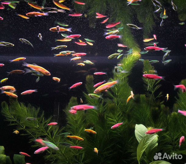 Рыбки данио гло