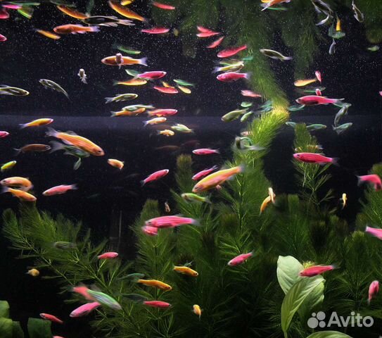 Рыбки данио гло